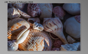 Macro Shells Feb 2024-22.jpg